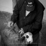20140505_gergjovden-patalenica-ivelina-berova-2014-_0360