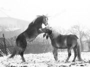 horses-ivelina-berova (3)