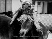 horses-ivelina-berova (4)