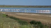 rozovo-flamingo-phoenicopterus-roseus-ivelina-berova (5)
