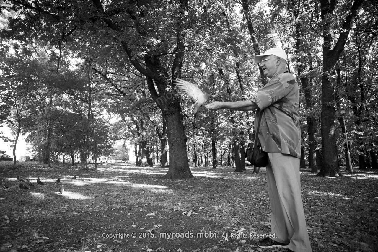 man-pigeon-2015-ivelina-berova (1)